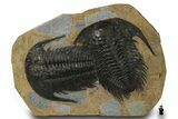 Pair of Huge & Spectacularly Preserved Acadoparadoxides Trilobites #378250-2